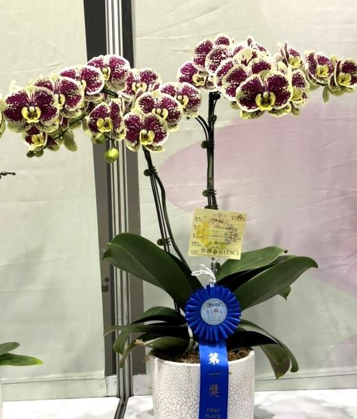 Taisugar Wins 8 Awards in the International Orchid Show, P.Taisuco Hearty X P.Taisuco Green Apple was the Winner of the First Place