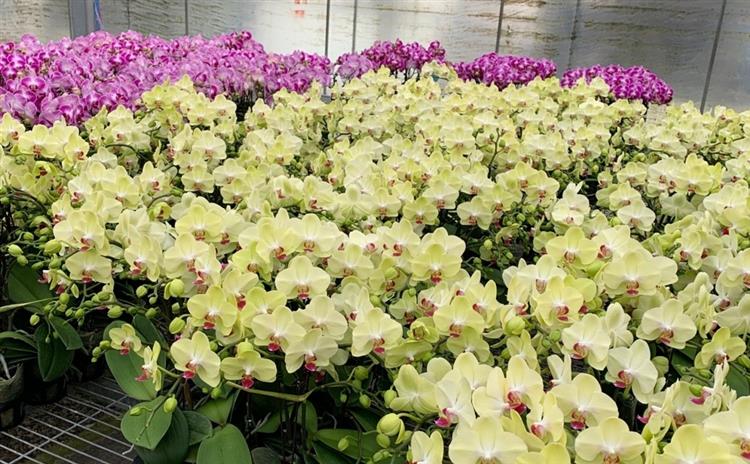 Taisuco Phalaenopsis is very popular.Ranks No.1 in the Taipei Flower Auction again