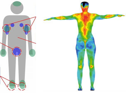 圖1 人體呈現非均勻性濕（圖左）與熱（圖右）的分佈