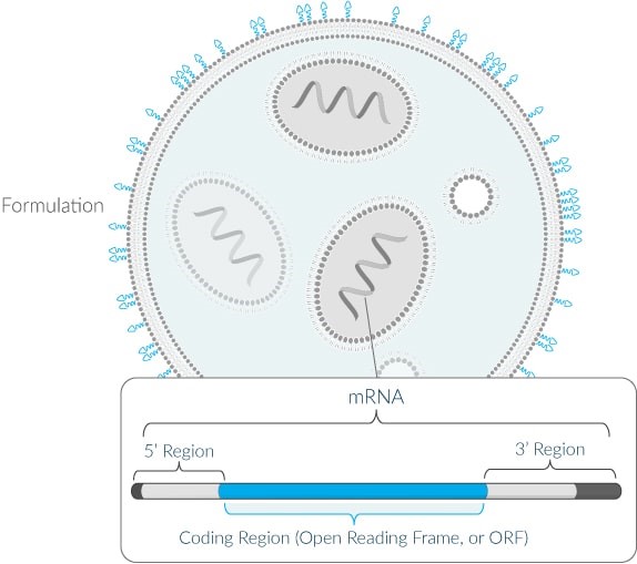 圖2 Moderna Therapeutics之mRNA藥物技術平台