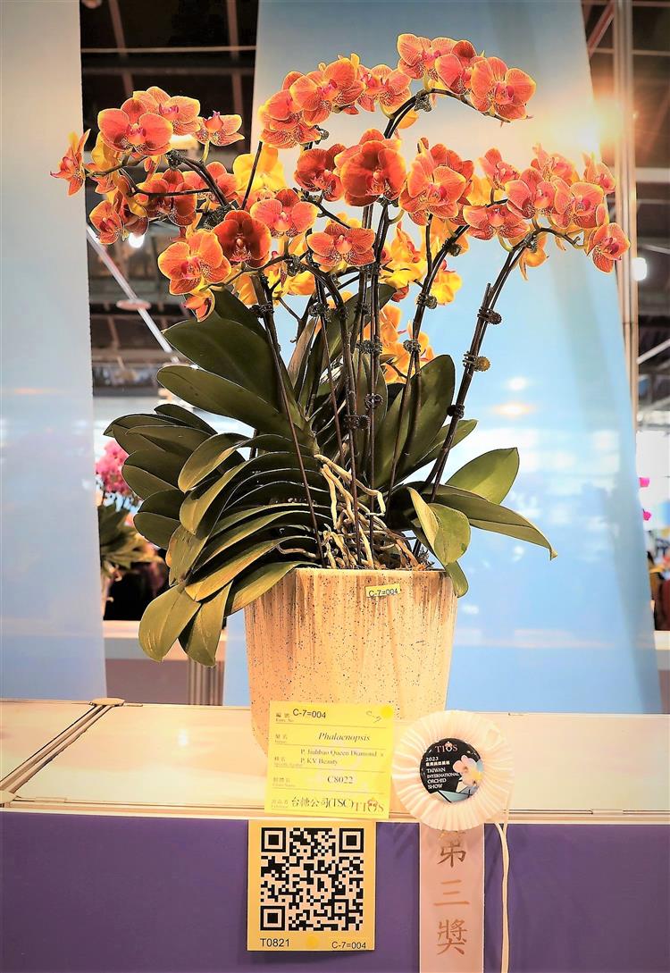 台糖這款橘紅色系蝴蝶蘭以繁花簇錦的百媚之姿，榮獲2023臺灣國際蘭展競賽第三獎。
