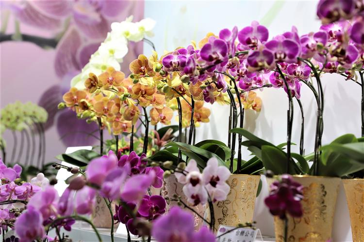 台糖在2023臺灣國際蘭展市集館設有攤位，展售多款蝴蝶蘭盆花。