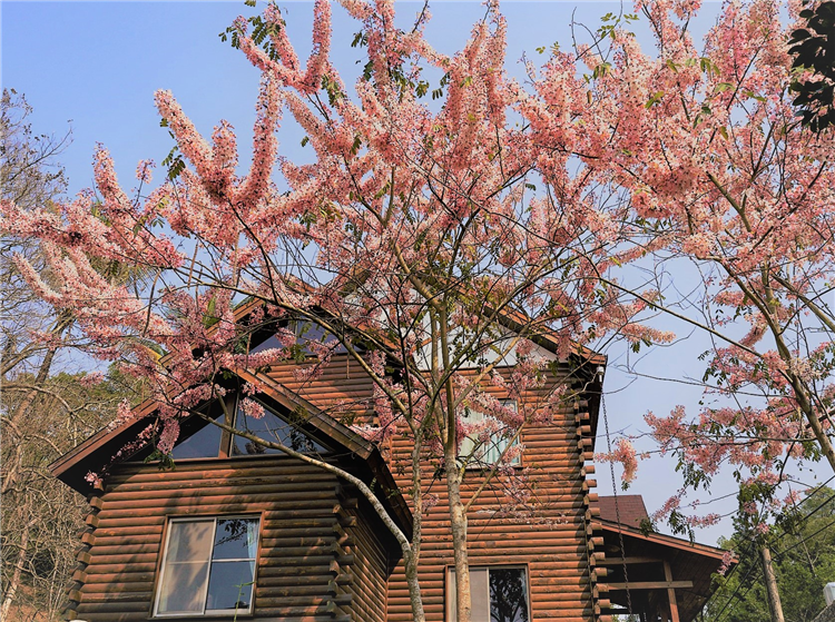 台糖柳營尖山埤渡假村景色豐富多元，此為木屋區前的桃紅陣雨樹。