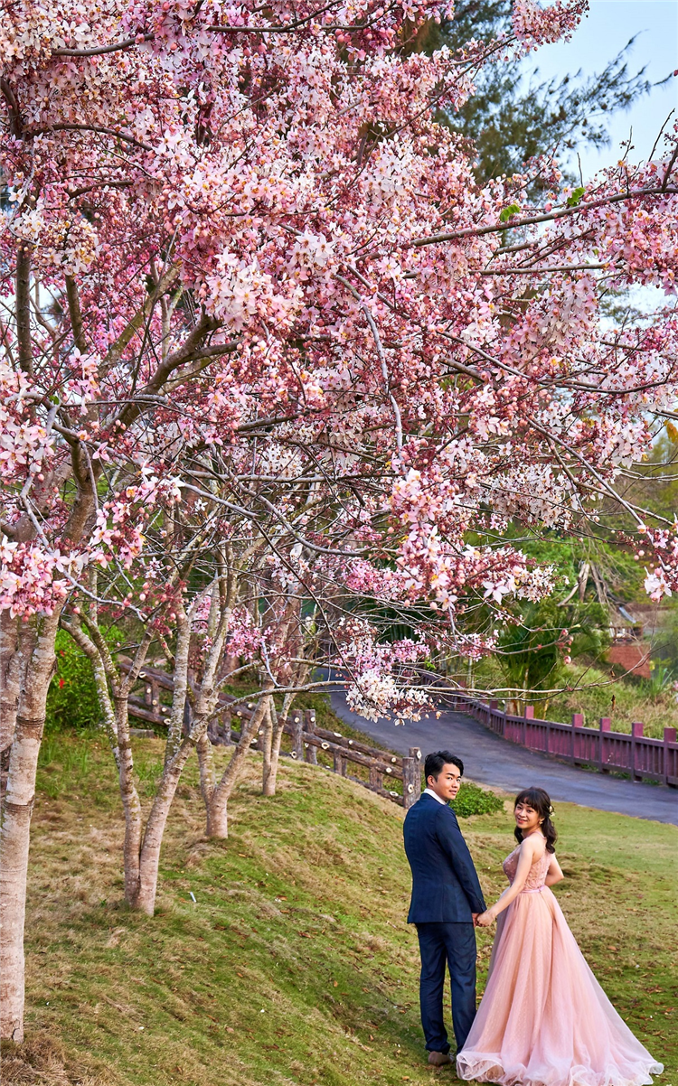 台糖柳營尖山埤渡假村桃紅陣雨樹粉色花朵盛開，園區被點綴成浪漫的粉色世界。