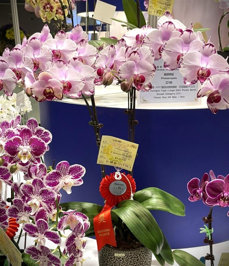 台糖蝴蝶蘭「P.Taisuco Newness」以粉底搭配噴點插角，排列整齊，獲得今年蘭展競賽第二獎殊榮。