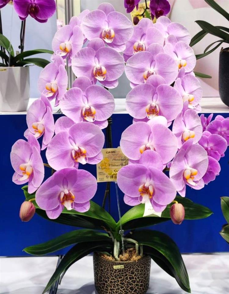 台糖蝴蝶蘭「P.Taisuco Ovation」粉底白唇具有明顯對比，且保留大白花花徑大，排列整齊之特色。榮獲第三獎。