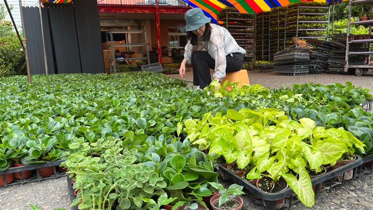 響應世界地球日 台灣中油贈送民眾樹苗 一起淨零減塑 森愛地球