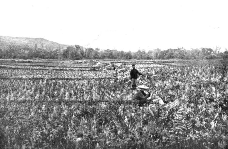 1906年梅山地震斷層通過嘉義縣梅山鄉三美莊(舊稱尾庄)附近的稻田；左側（南側）地塊相對陷落6呎。(Omori，1907)
