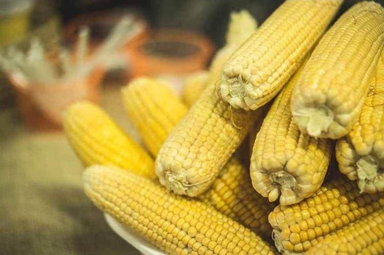 農委會與經濟部合作  台糖釋出庫存飼料玉米  協助穩定物價