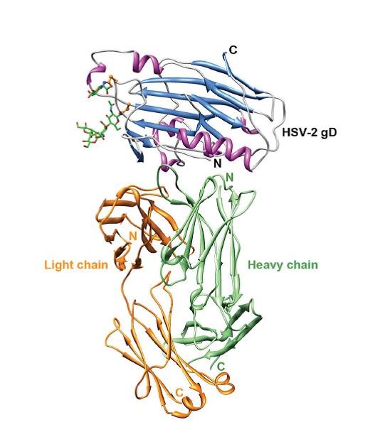 圖1：抗體(E317 Fab)與抗原(HSV-2 gD)的結合示意圖