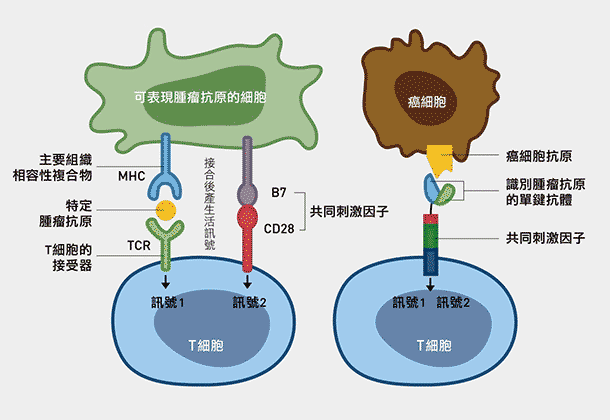 圖三 嵌合抗原受體T細胞(CART)的設計