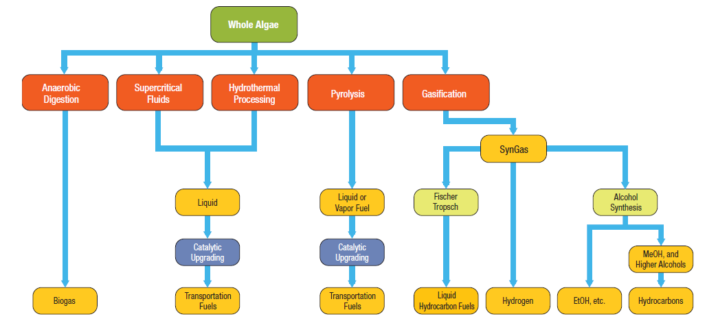 圖2　藻類轉酯化主要應用技術