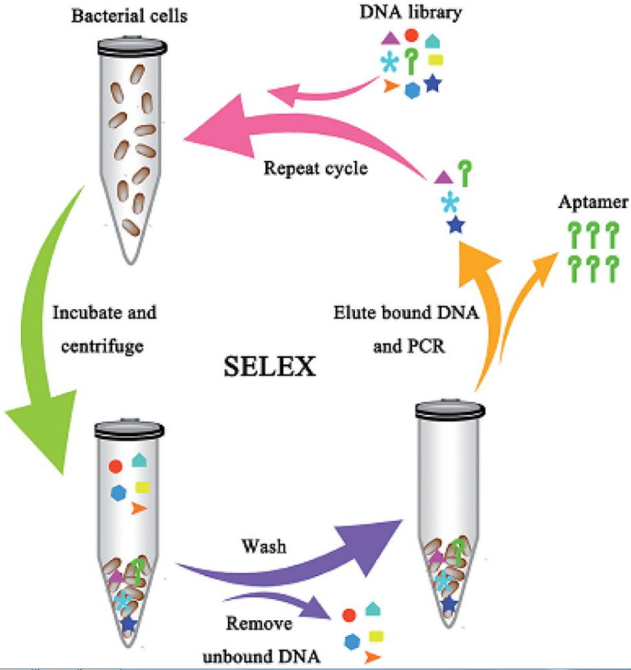圖1　SELEX技術多次篩選核酸適體