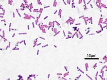 圖2 可製造PHAs的枯草芽孢桿菌(Bacillus subtilis)