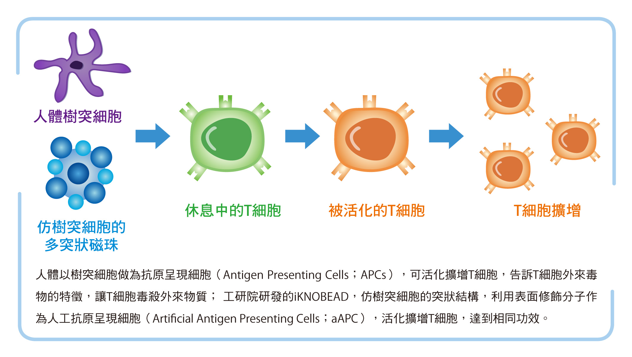 工研院研發的iKNOBEAD，仿樹突細胞的突狀結構，利用表面修飾分子作為人工抗原呈現細胞，活化擴增T細胞圖片