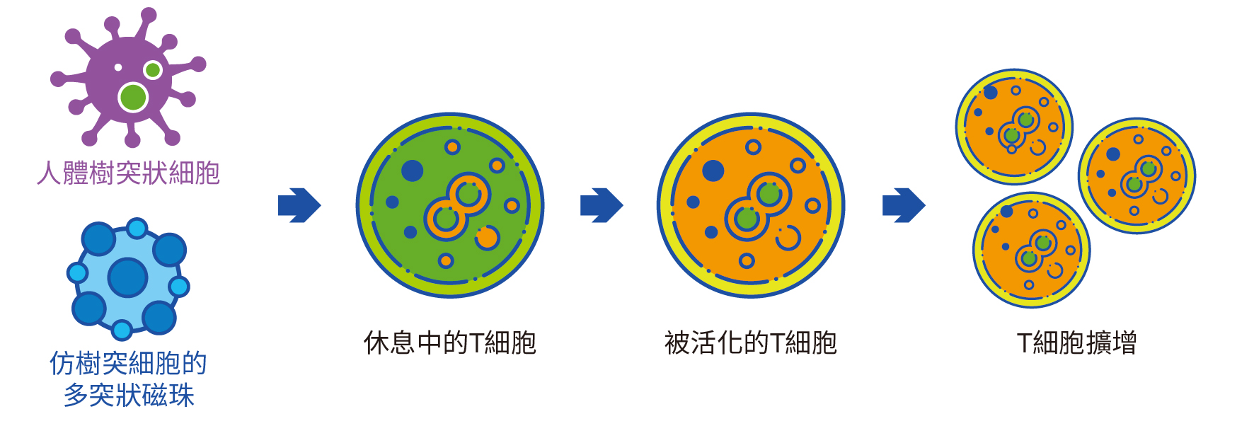 iKNOBEADS獨家的多突狀設計，與人體內活化T細胞的「樹突狀細胞」相似，能擴大接觸面積