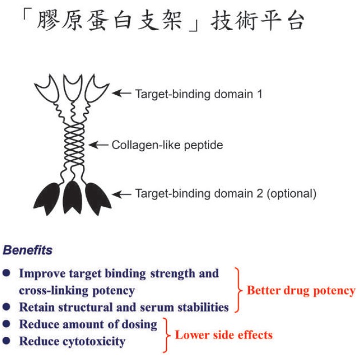 利用具形成三股螺旋穩定結構膠原蛋白為支架，結合醫療用抗體或蛋白質成為新類型蛋白複合體藥物