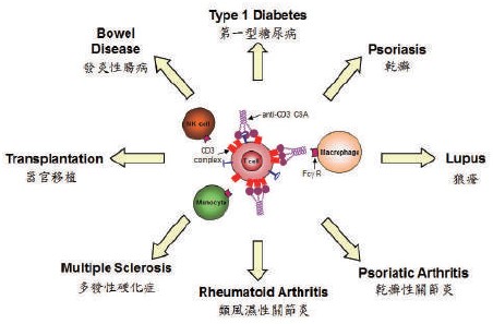 Anti-CD3 原蛋白支架抗體適應症範圍