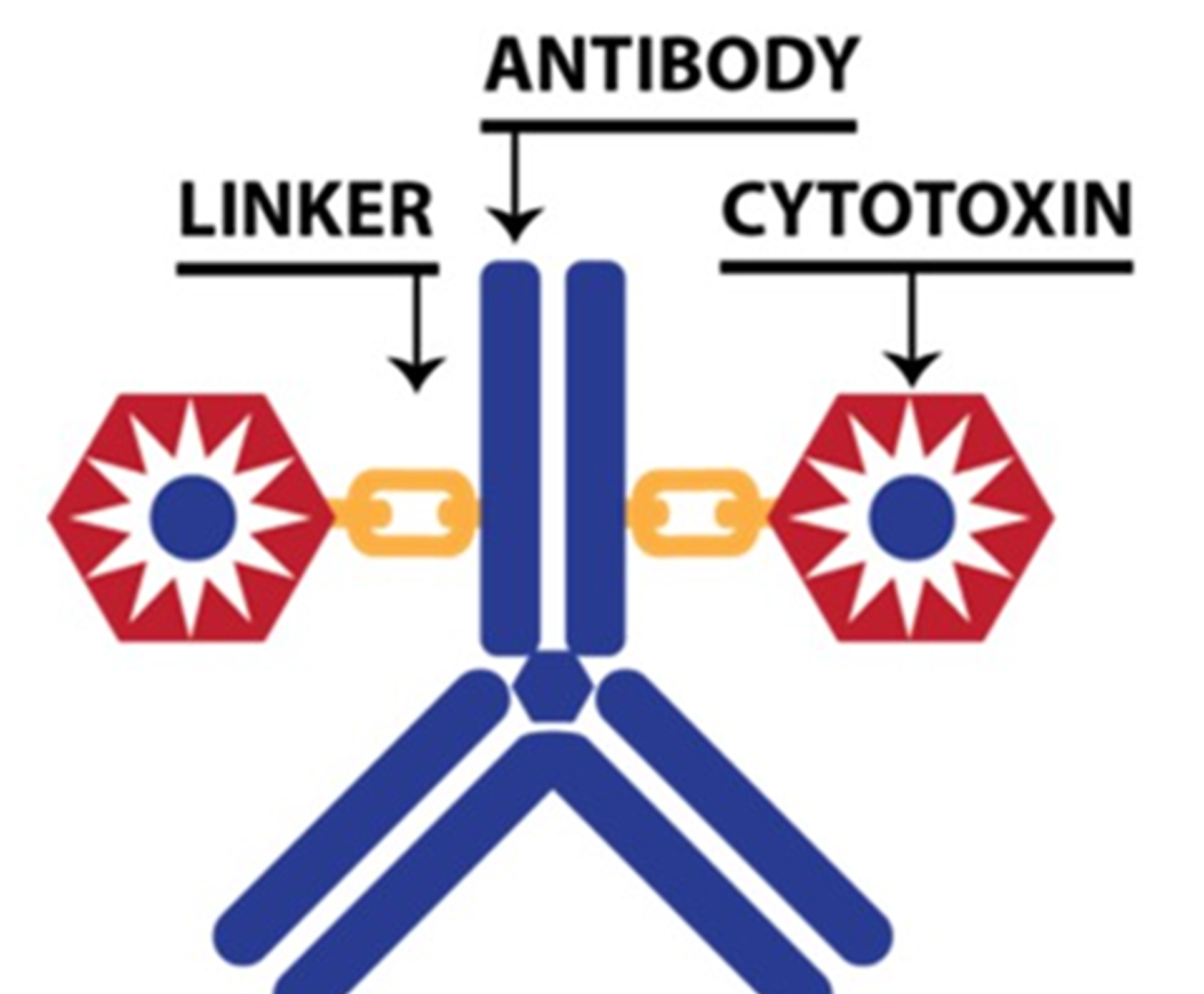 圖2　抗體藥物複合體結構