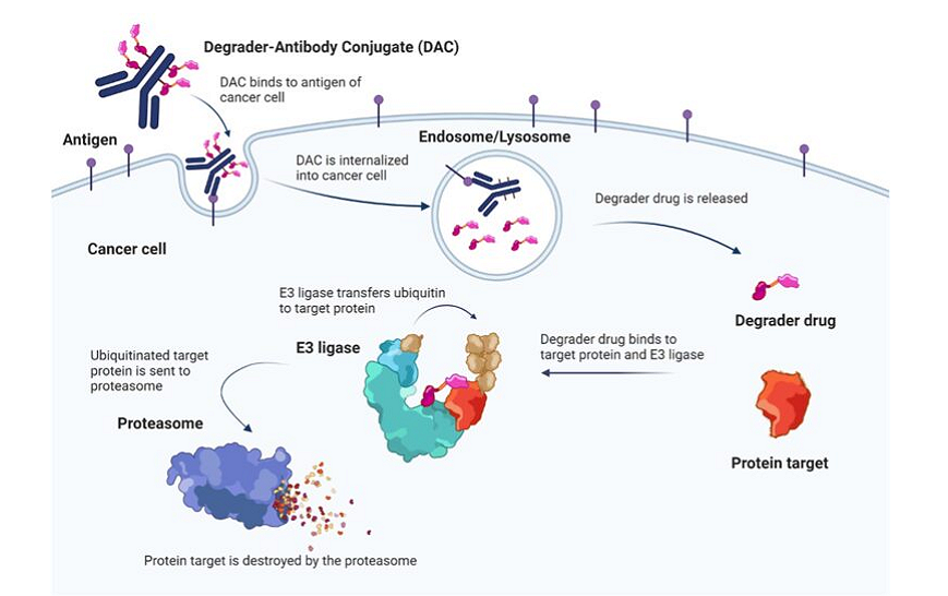 圖3 Degrader Antibody Conjugates (DAC)平臺與作用機制