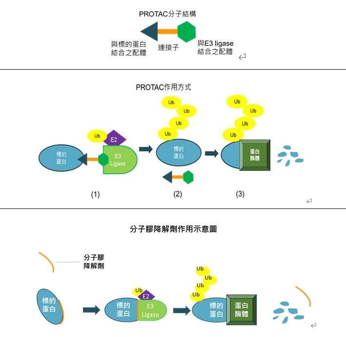 圖1 TPD兩種主要標靶蛋白降解劑作用示意圖