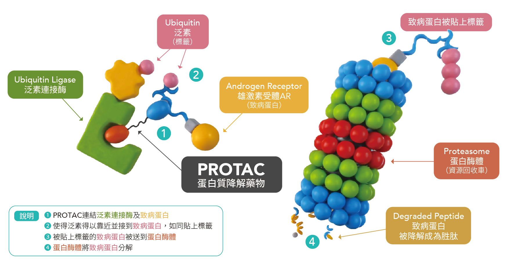 工研院開發PROTAC蛋白質降解藥物技術。