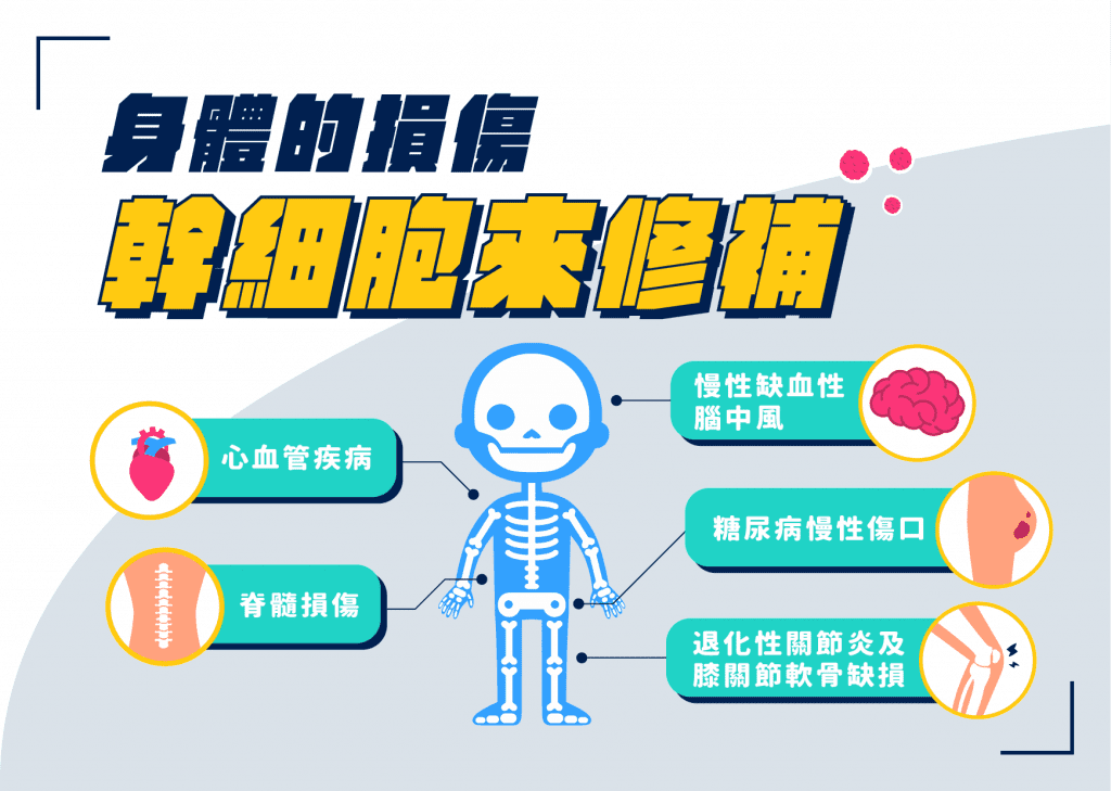 身體的損傷，由幹細胞來修補