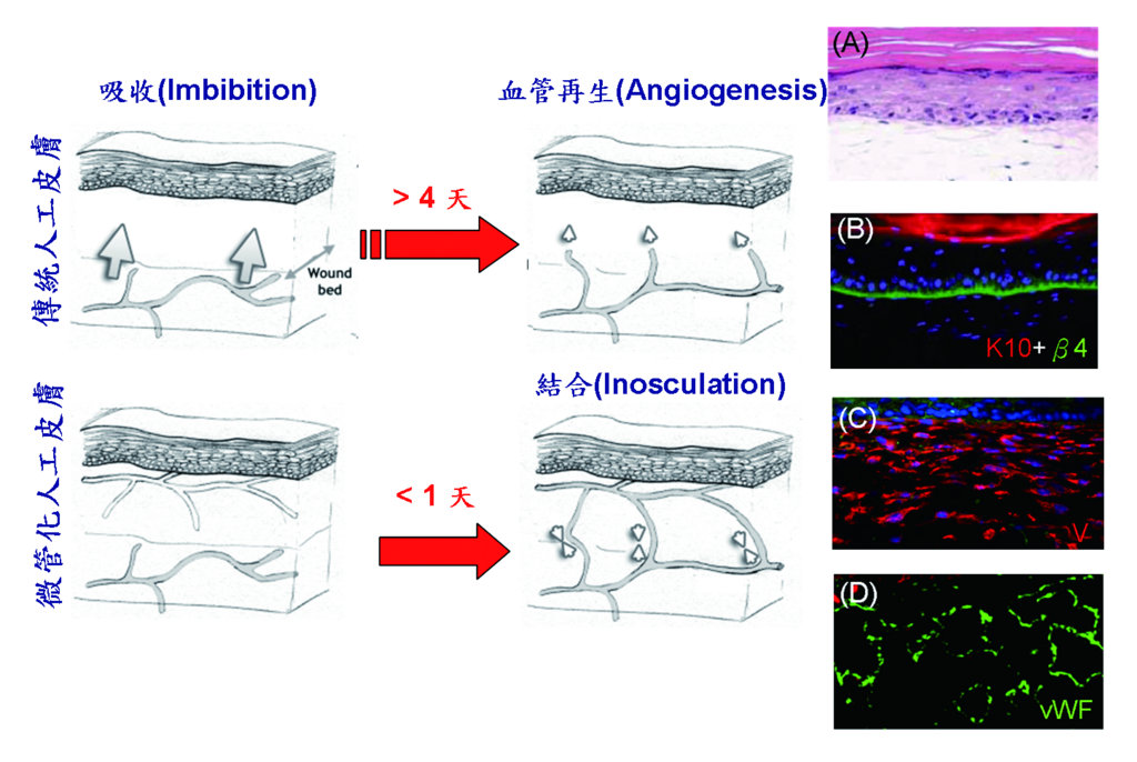 人工皮膚替代物內部是否具備內皮化，決定移植後人工皮膚存活率高低。（修改自Am. J. Transplant. 2005. 5:1002- 1010.）