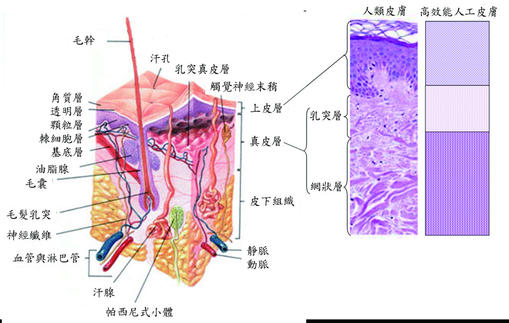 人類皮膚示意圖與高效能人工皮膚替代物設計概念 