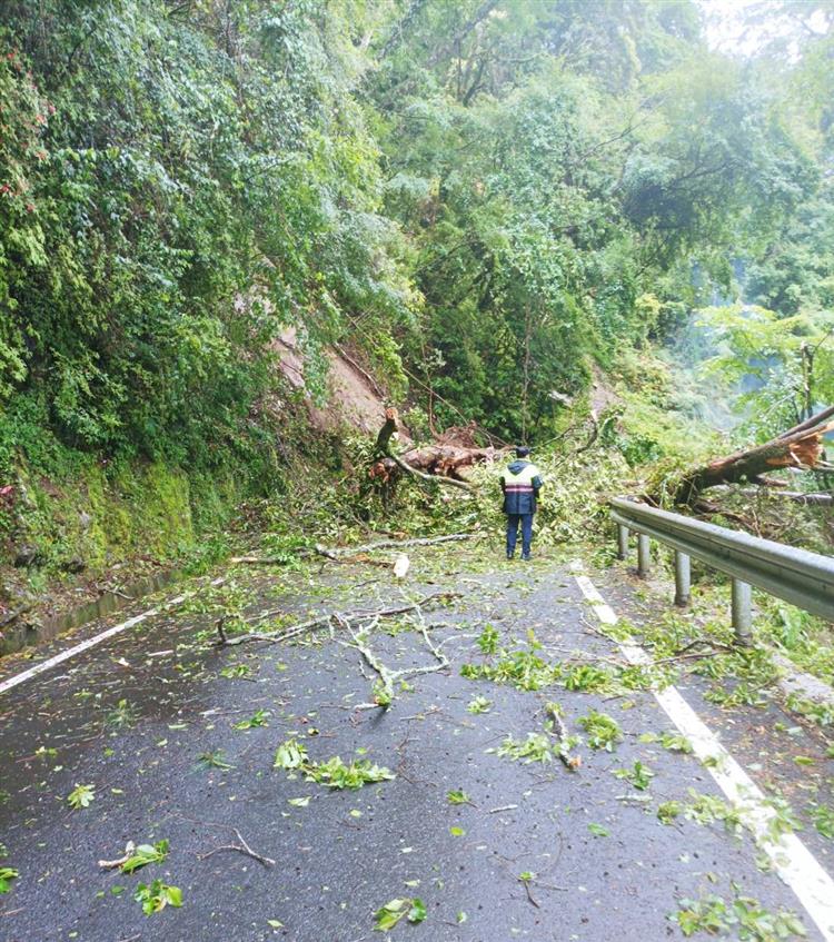 南投縣仁愛鄉台8線中橫公路，15日因連日降雨沖刷土石導致路樹倒塌，波及附近電線桿造成停電。