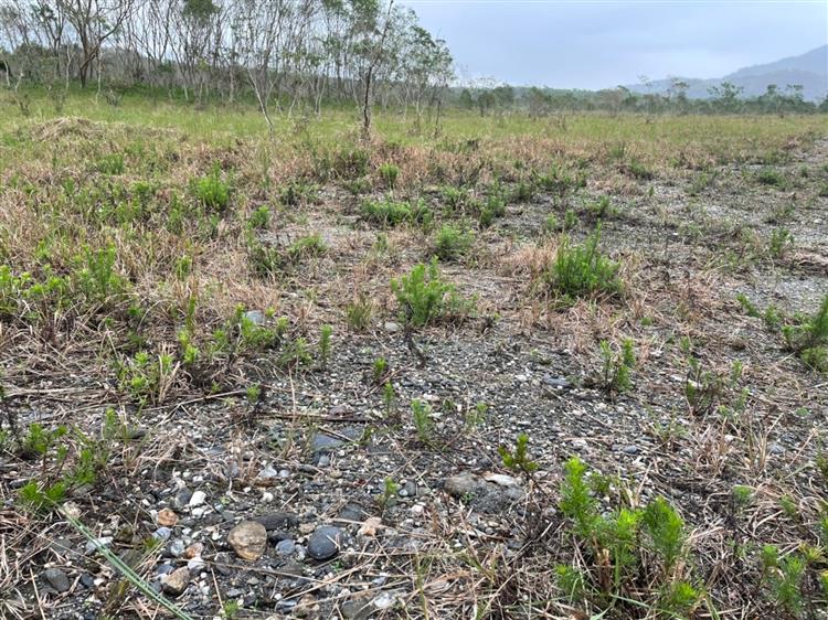 台糖釋出石礫裸露、表土流失或低漥淹水致不適和林木生長及農業經營之土地發展太陽光電，協助中小企業淨零轉型。