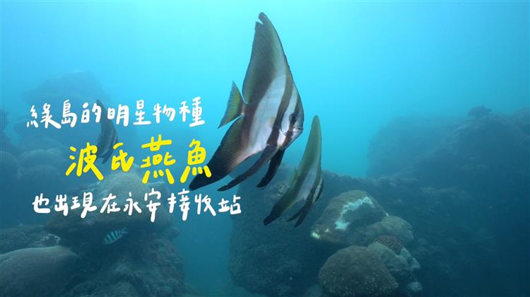 台灣中油發布永安天然氣接收站海底影片 珊瑚達130種  生態成果媲美保護區