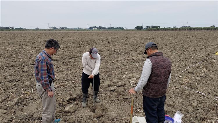 台糖參與「小農種碳」專案人員採集甘蔗栽種前之土壤基線樣本送測。