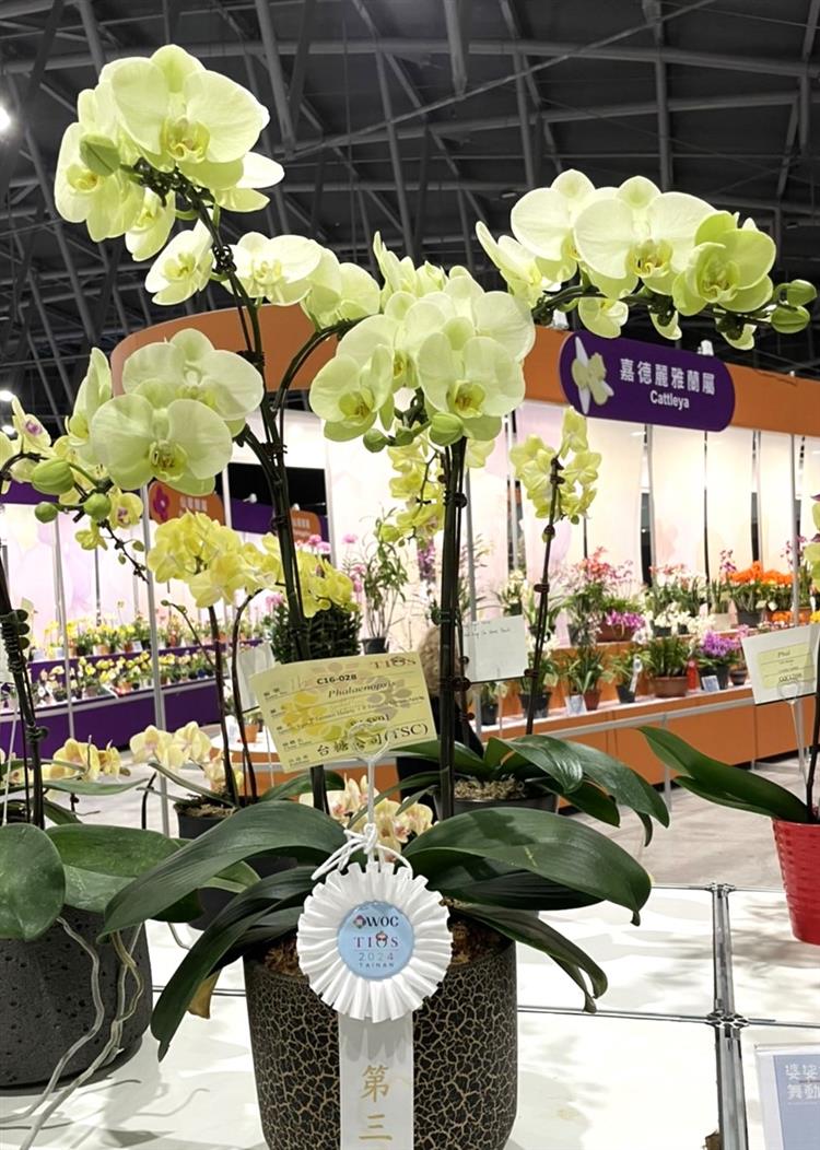 台糖蝴蝶蘭「P.Taisuco Hearty」同為台糖綠蘋果的後代，保留青綠花色及乾淨綠唇的特色，榮獲第三獎。