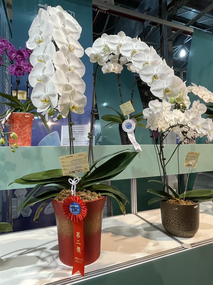 別名為「台糖小雪」的蝴蝶蘭品種獲頒第二獎，其花朵質地厚實，白花黃唇，整體開花表現及分岔性佳