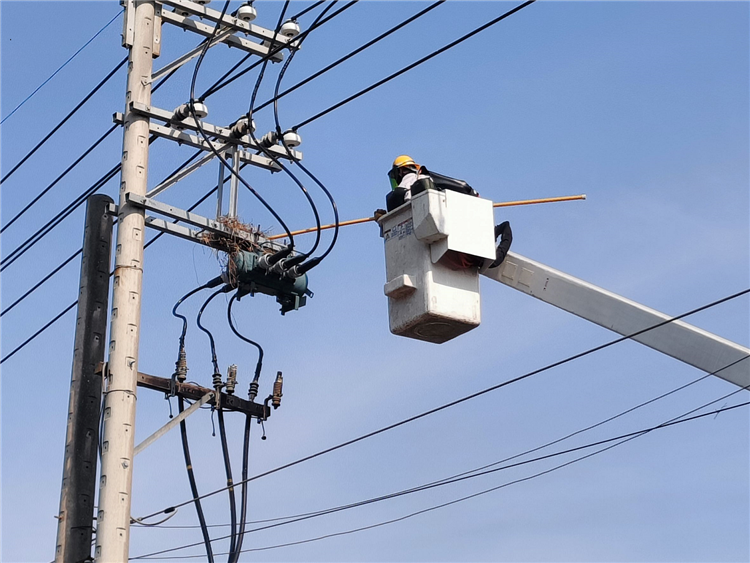 圖為今日台電同仁同仁進行鳥巢摘除作業，避免外物碰觸線路造成停電。