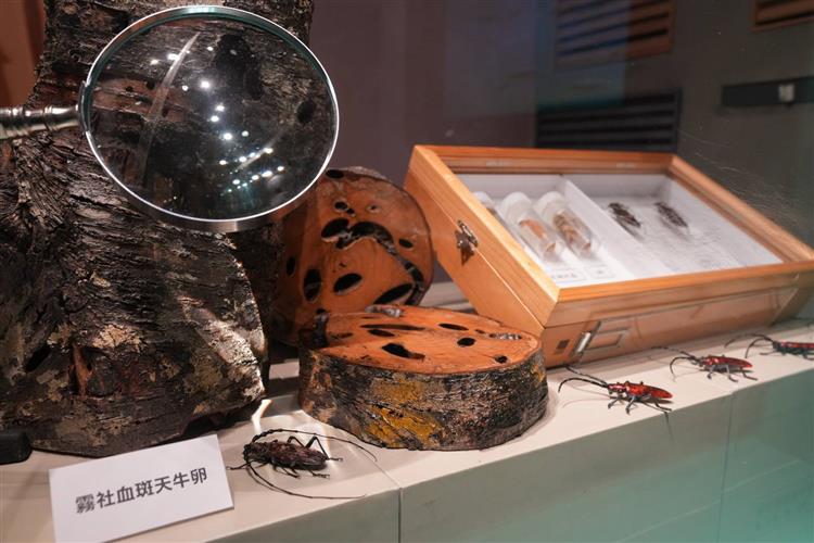 圖說：展區特別將物種實體標本及擬真模型搬到現場，讓民眾能近距離觀賞這些平時難以瞥見的珍貴物種。