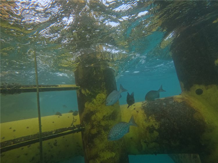 離岸一期風機水下基礎發揮「人工魚礁」功能，透過藤壺、海綿等生物吸附於基礎表面，進而吸引點帶石斑、五線笛鯛等岩礁性魚類聚集棲息，促進海域生態多樣性發展。
