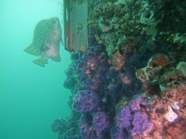 離岸一期風機水下基礎發揮「人工魚礁」功能，透過藤壺、海綿等生物吸附於基礎表面，進而吸引點帶石斑、五線笛鯛等岩礁性魚類聚集棲息，促進海域生態多樣性發展。