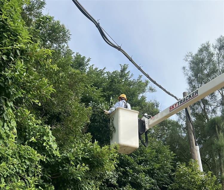 台電馬祖區處在颱風來臨前，完成預防性樹木修剪，嚴防強風豪雨可能造成的災害。