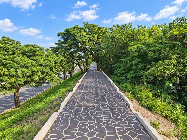 4.水利署榮獲115年度經濟部公共工程優質獎-頭前溪山豬湖堤防及芎林堤防構造物維修改善工程-堤頂步道保留大樹
