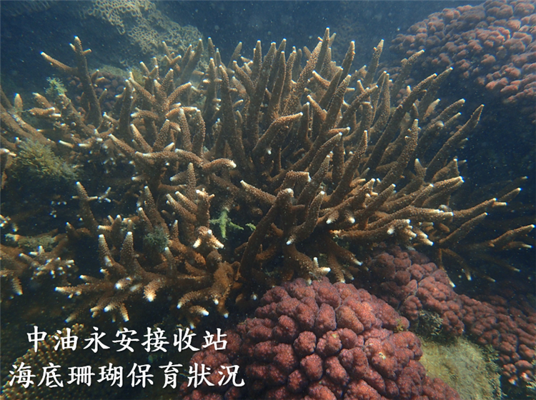 中油公司興建永安天然氣接收站後，人工構造物形成硬底質的棲地，海底珊瑚獲得良好的保育，證明填海造陸與人造海堤結構可以兼顧生態共存共榮。