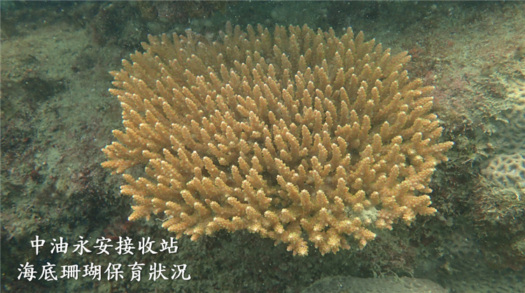 中油公司興建永安天然氣接收站後，人工構造物形成硬底質的棲地，海底珊瑚獲得良好的保育，證明填海造陸與人造海堤結構可以兼顧生態共存共榮。