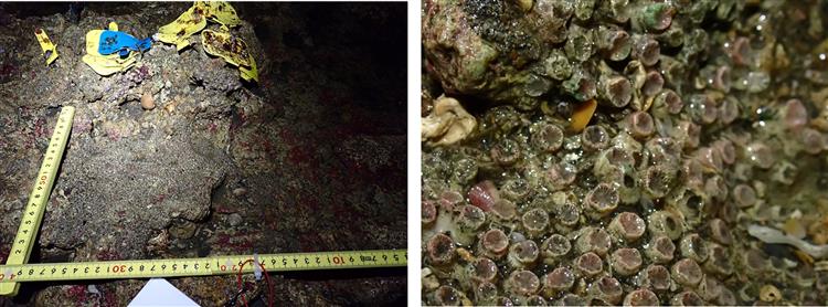 台灣中油澄清:大潭藻礁G1 區柴山多杯孔珊瑚114年第4季最新觀測數據回升至48群株 與近年同期數據相當