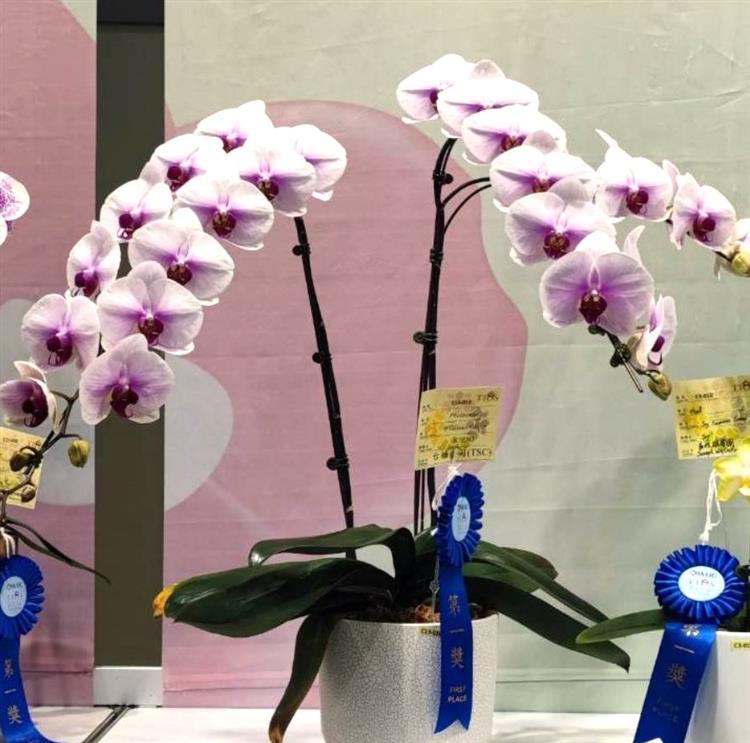 獲得今年蘭展第一獎的「台糖璀璨 P.Taisuco Glitter」以白底花朵裝飾著艷紅的唇色，風姿絕美又洋溢著喜氣，相當適合作為祝賀之禮。