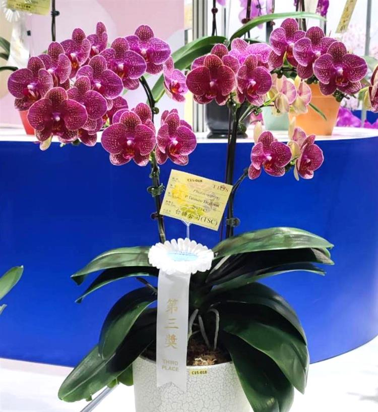 台糖蝴蝶蘭「 P.Taisuco Deiform」花朵質地厚實，黃底花型圓潤，且噴色濃烈，獲得今年蘭展第三獎。