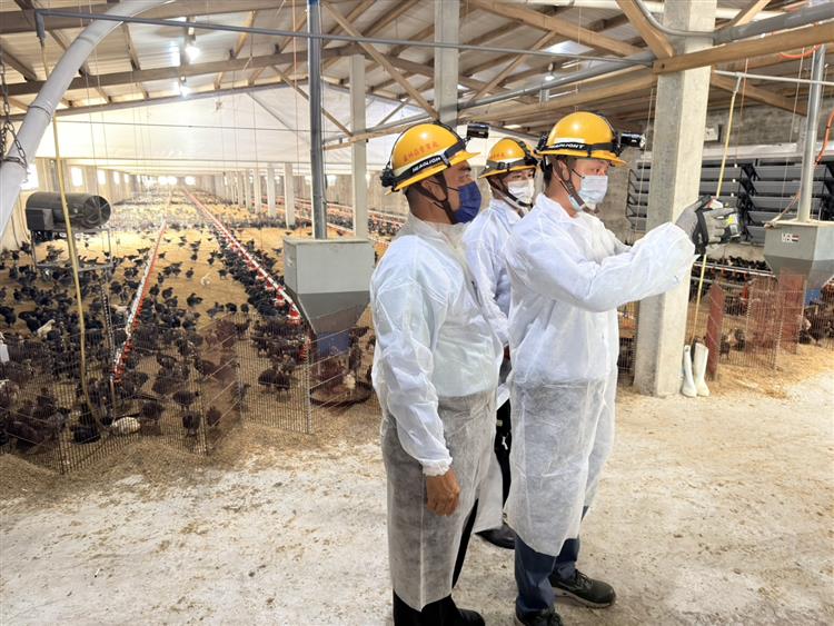 台電人員以「紅外線熱像儀」檢測雞舍屋內線路有無異常發熱情形。